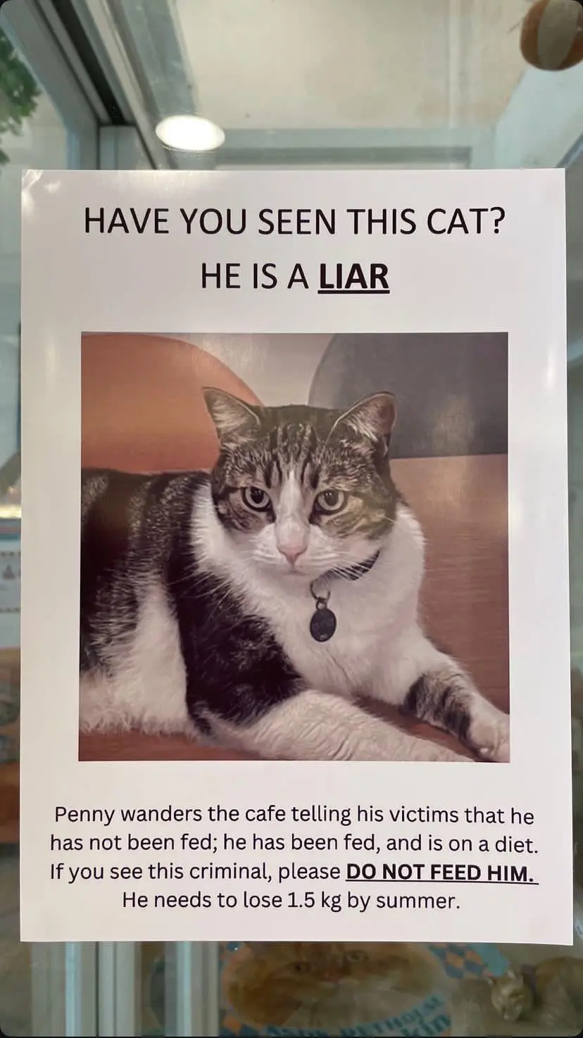 A printed poster resembling a missing pet flyer features a photo of a tabby and white cat named Penny. The text humorously…