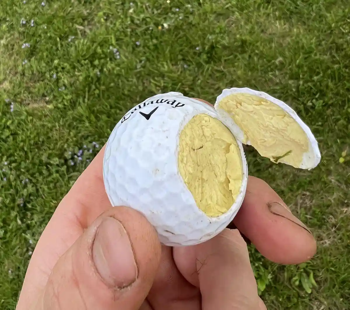 A hand holds a white Callaway golf ball that has been split open to reveal a yellow, creamy interior resembling cheese, set…