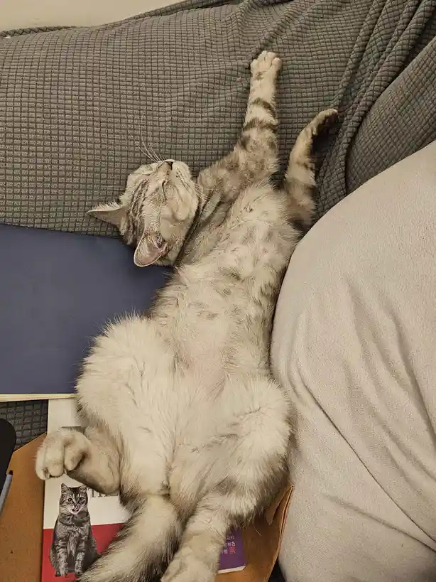 The Best Cat Ever: A Feline Superstar!