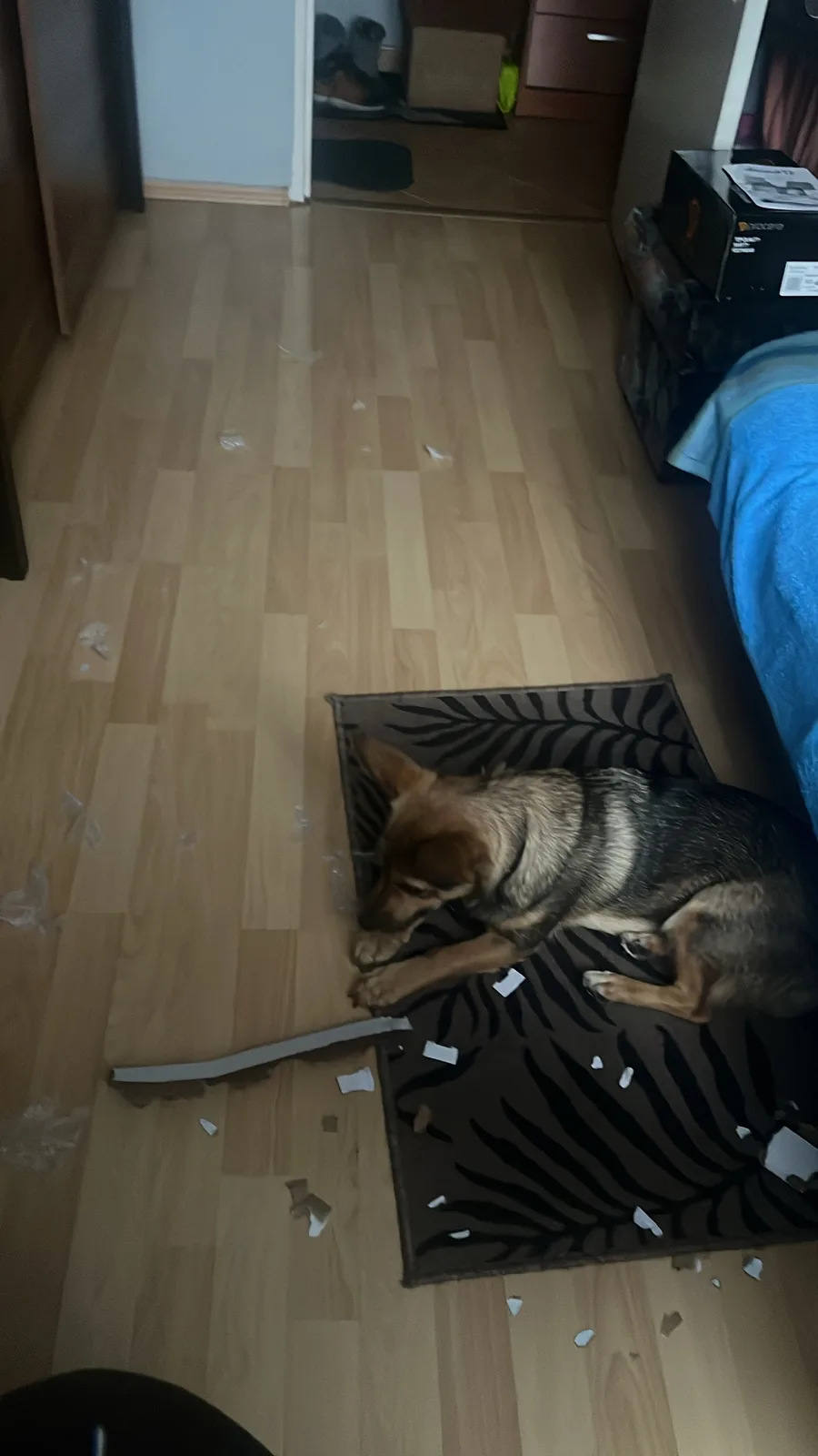 A German Shepherd dog is lying calmly on a rug in a bedroom, surrounded by shredded paper and cardboard debris scattered…