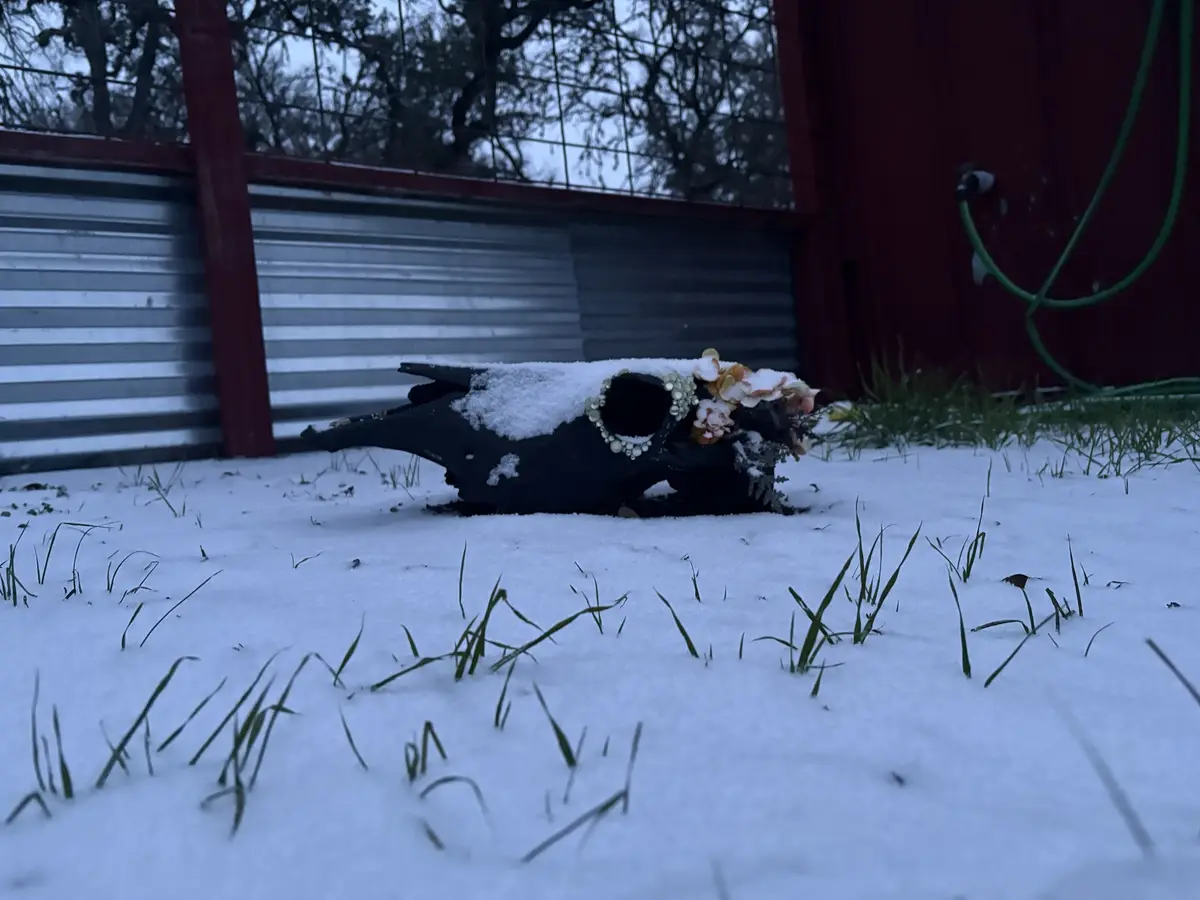 A dark animal skull, likely a deer or similar, rests in a snowy yard with sparse grass poking through. It's decorated with a…