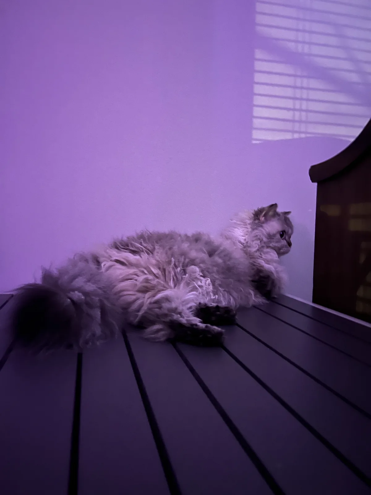 A fluffy, long-haired cat with dark paws and tail is lying stretched out on a dark wooden slatted surface, possibly a bench…