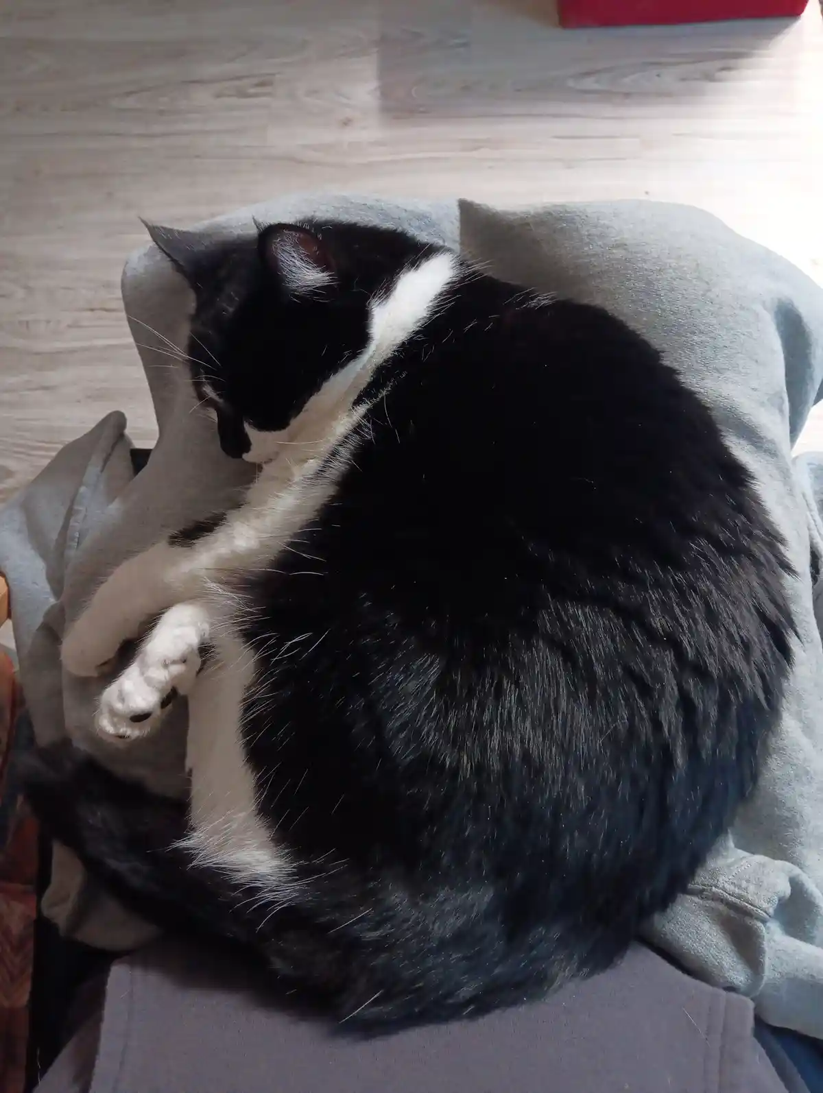 A black and white cat is curled up in a tight ball on a grey blanket, appearing to be sleeping or resting deeply. The cat's…