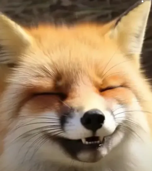 A close-up image of a red fox with its eyes squeezed shut and mouth slightly open, revealing its teeth in a grimace or…