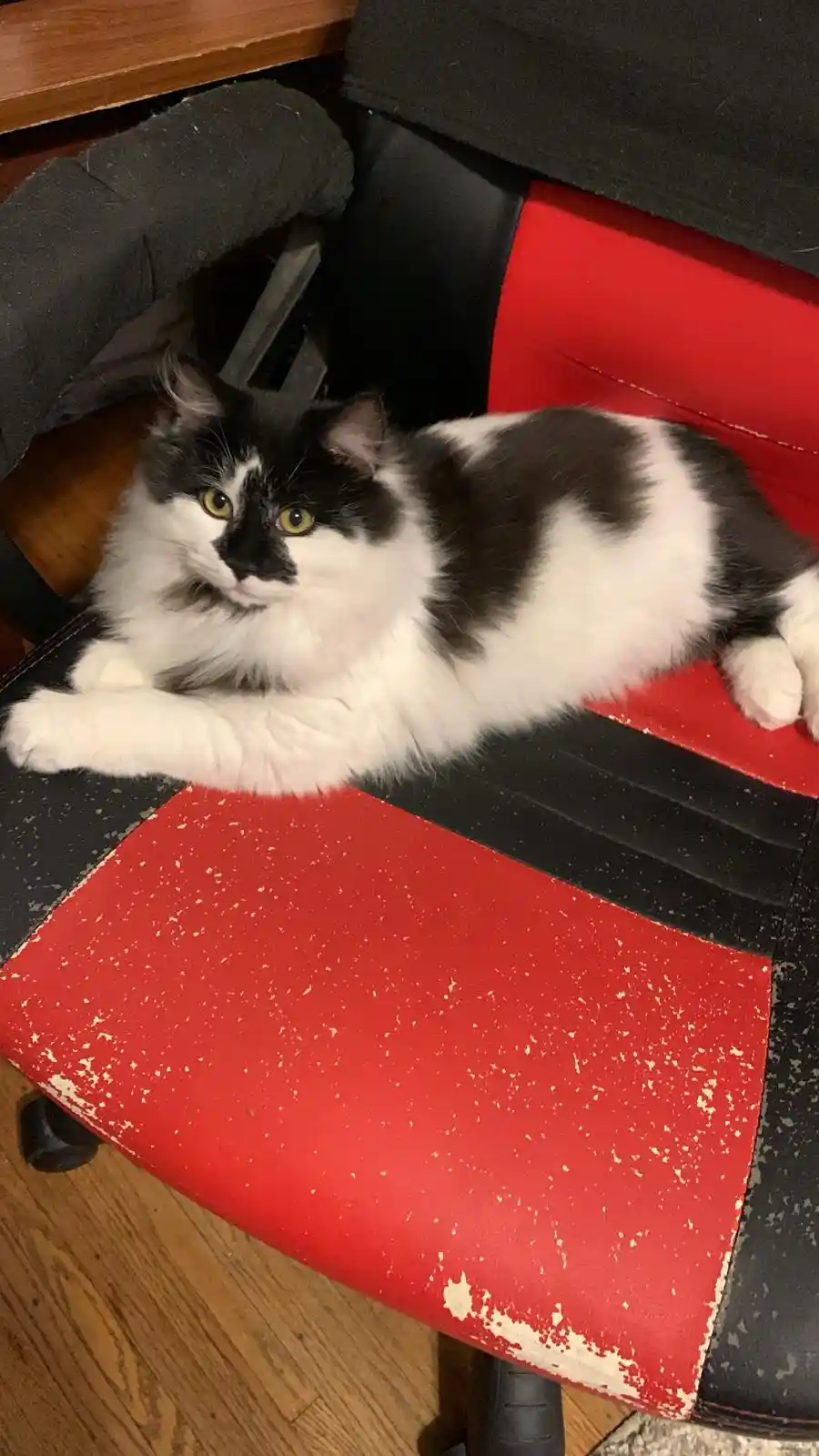 A fluffy black-and-white cat lounges on a red and black gaming chair with visible wear and tear, looking directly at the…