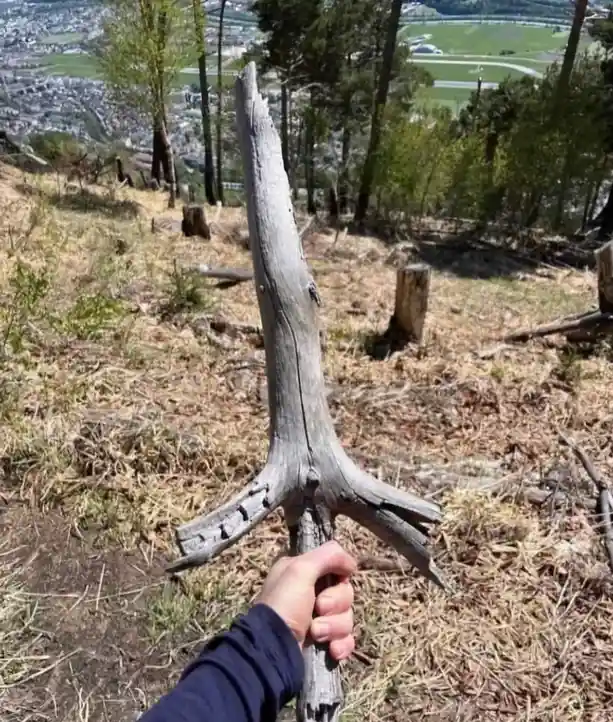 A person's hand grips a weathered, naturally forked tree branch that resembles a sword, holding it up against a backdrop of…