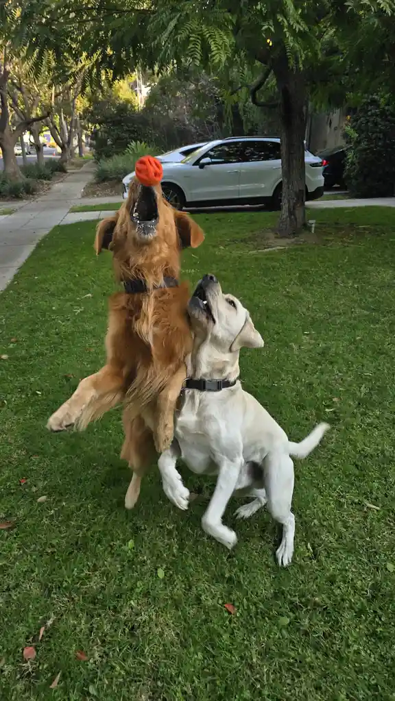 Two dogs, a golden retriever and a yellow lab, are jumping in a grassy yard with an orange ball. The golden retriever is…