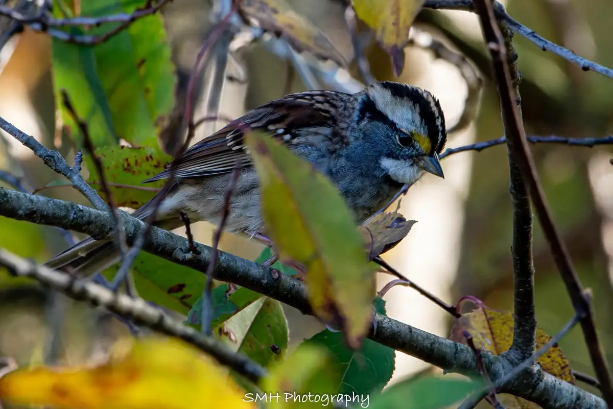 A white-throated sparrow perches on a tree branch surrounded by green and yellow autumn leaves, with text overlaid at the…
