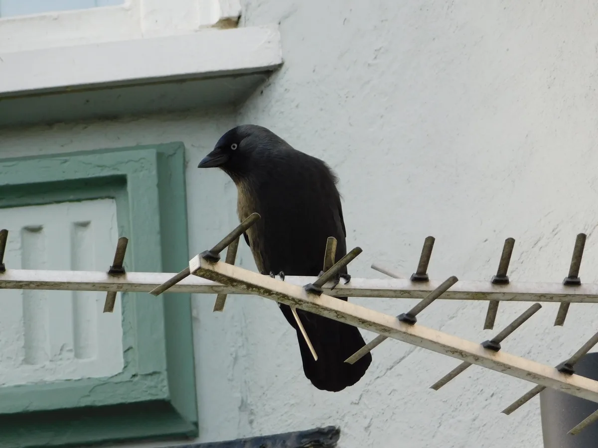 A black bird with a white eye ring perches on a metal television antenna attached to a white stucco wall with a green-framed…