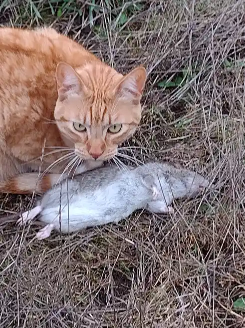 An orange tabby cat with green eyes is crouched over a dead gray mouse lying in dry grass. The cat stares intently at the…