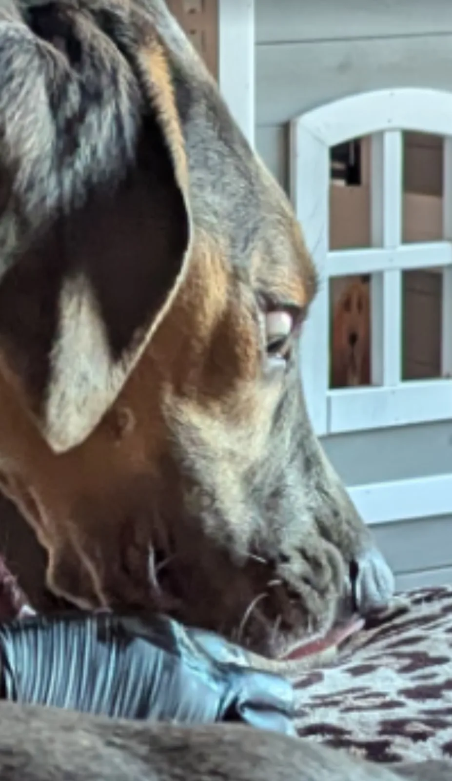 A close-up of a large dog with brindle fur and droopy ears, looking down with a serious expression while licking its paw. In…