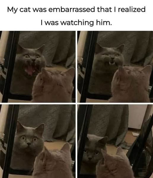 A gray cat stares at its reflection in a mirror, showing four expressions: wide-eyed with mouth open, snarling with bared…