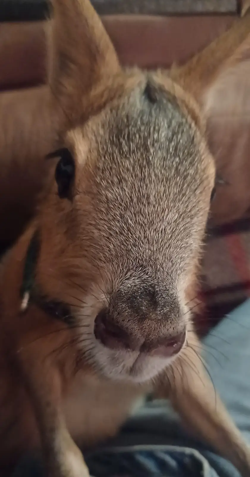 Adorable Baby Mara Snoot Alert!