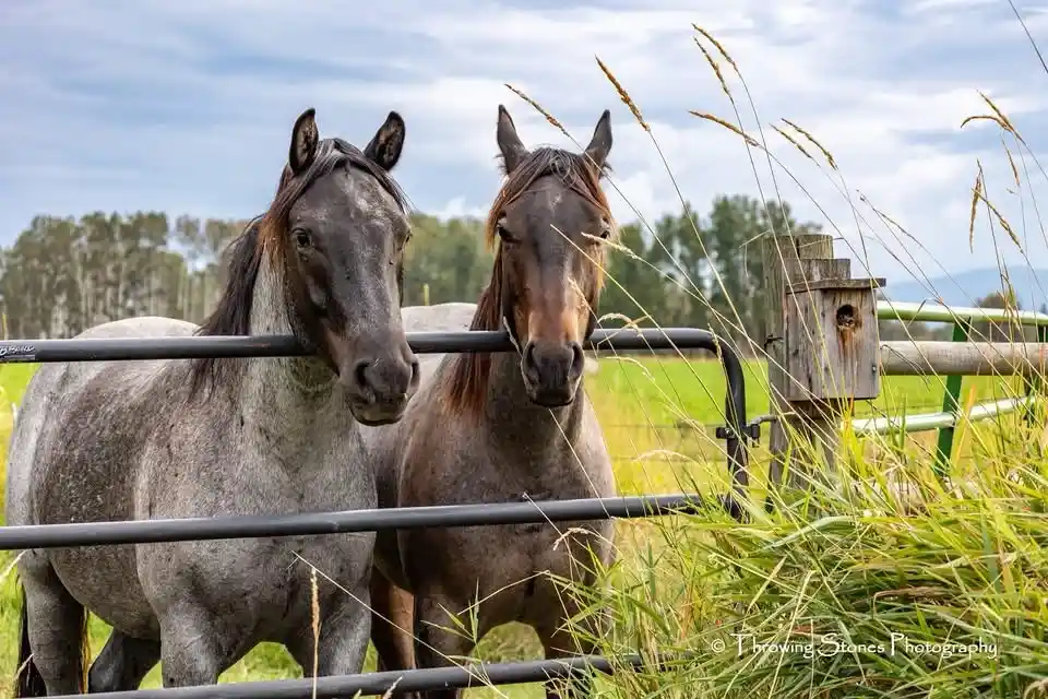 Two horses stand side-by-side behind a black metal fence in a grassy field, looking directly at the camera with intense…