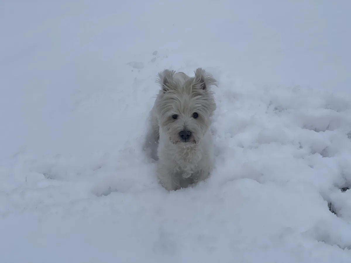 A small, fluffy white dog, likely a West Highland White Terrier, is partially buried in deep snow, looking directly at the…