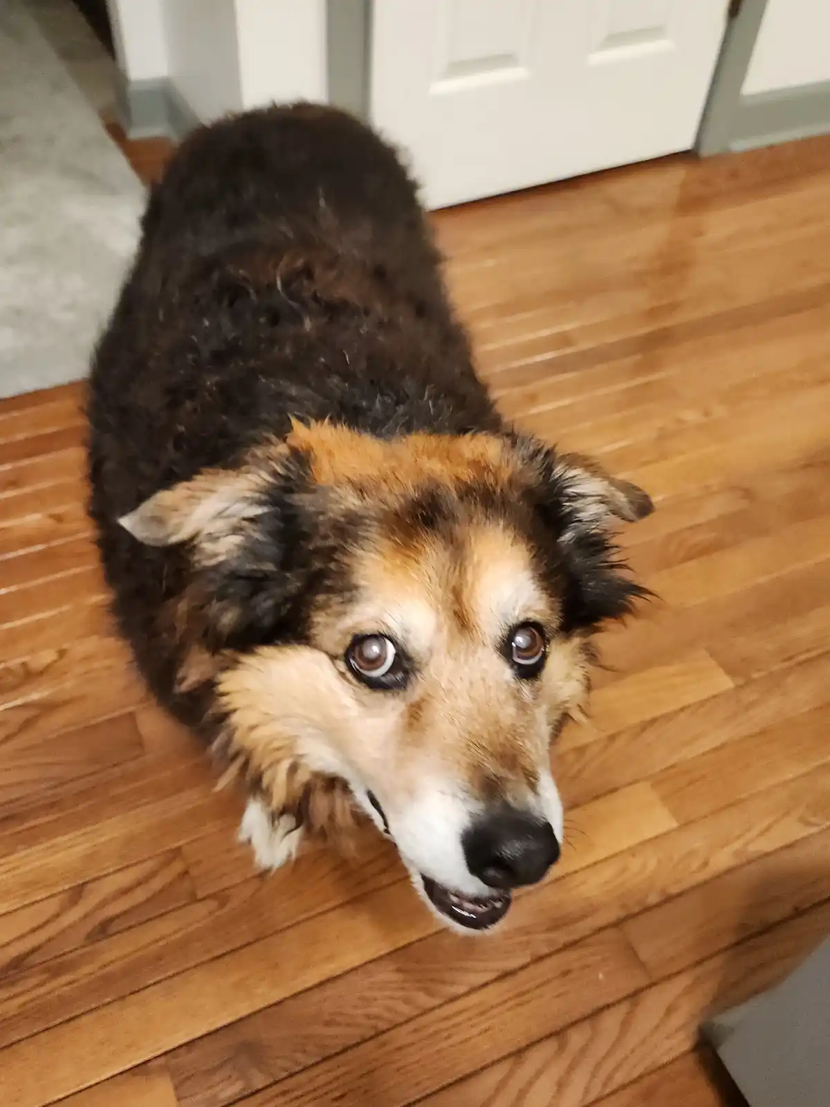 A close-up photo of a fluffy, tri-color dog (brown, tan, and white) lying on a wooden floor, looking up with large, pleading…