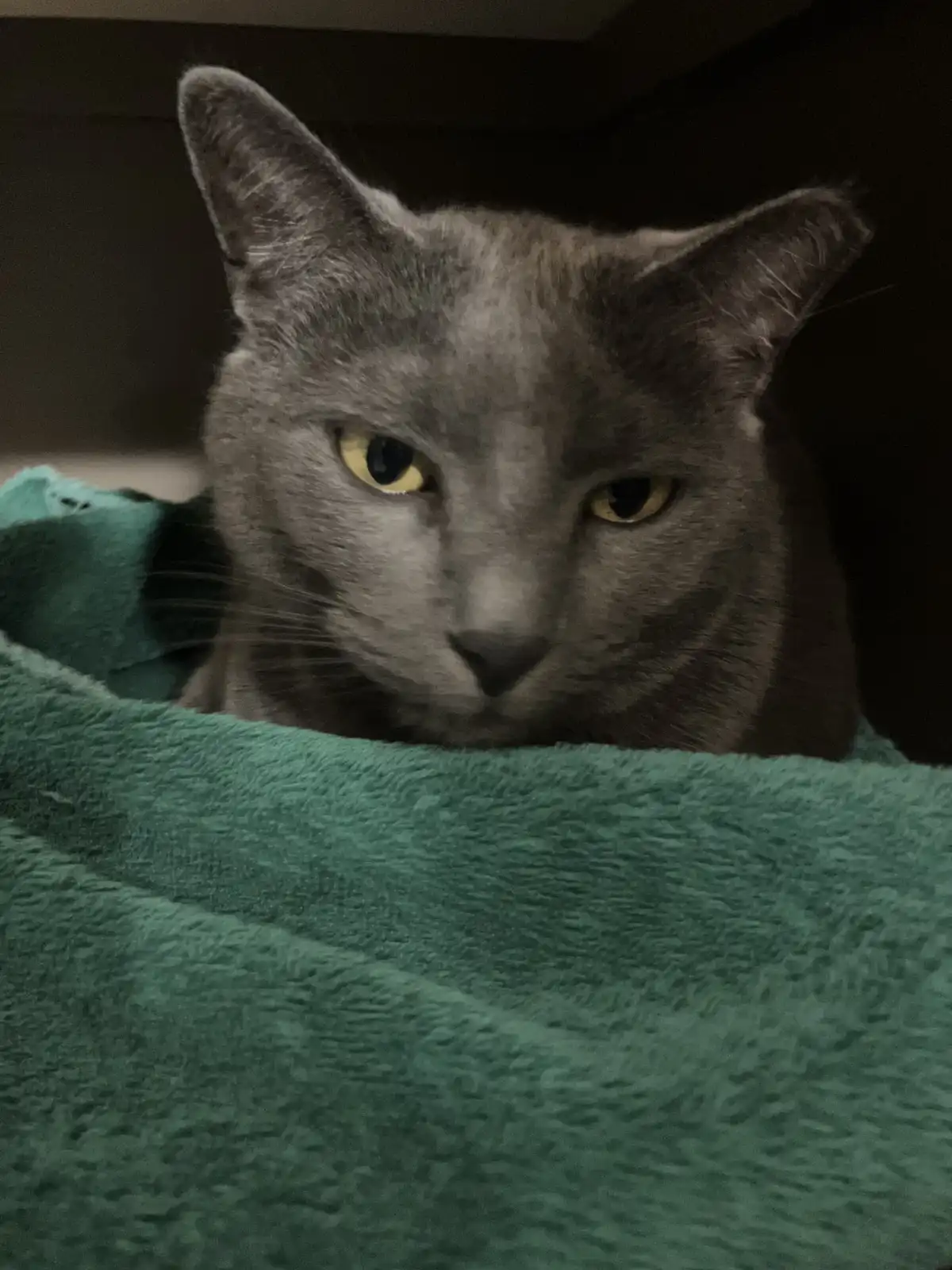 A gray cat with yellow eyes peers out from behind a green blanket, looking intensely at the camera with a displeased…