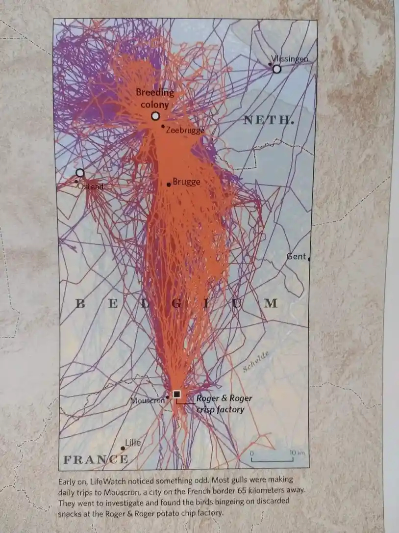 A map of Belgium and parts of France shows flight paths of gulls, with a dense cluster of orange lines radiating from a…