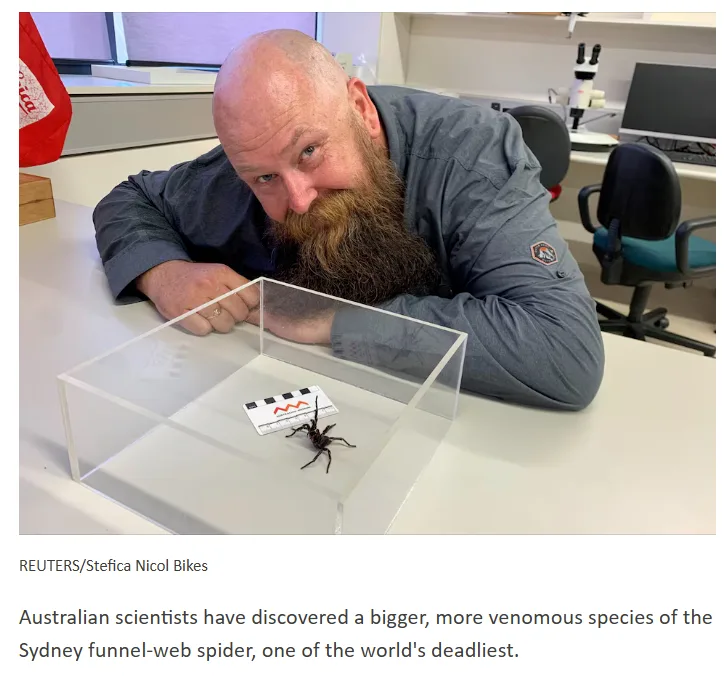 A bald man with a long, thick beard leans over a clear plastic container on a lab desk, staring intently at a small black…