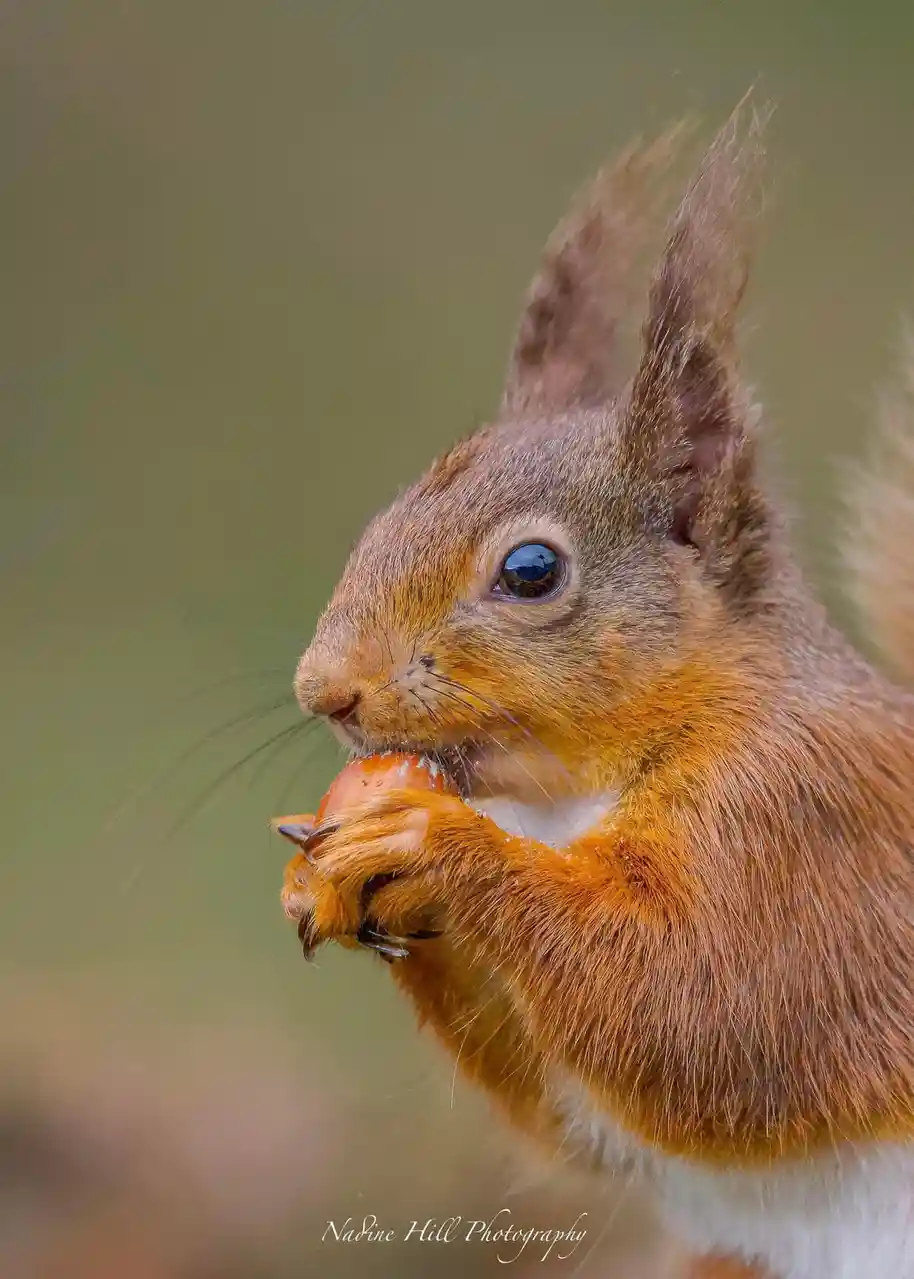A close-up photograph of a red squirrel with fluffy fur and bright eyes, holding a nut in its paws and nibbling on it. The…