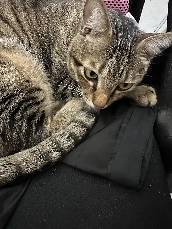 A tabby cat with green eyes is curled up on a black fabric surface, looking directly at the camera with a sleepy…