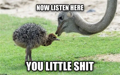 An adult ostrich with a long neck leans down toward a small, fluffy ostrich chick standing on grass. The adult ostrich…