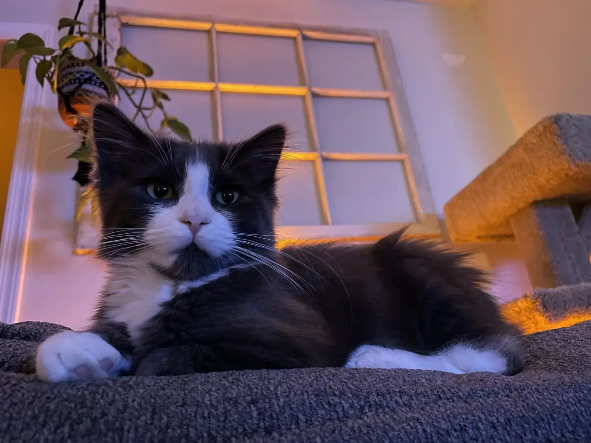 A black-and-white cat with wide, expressive eyes lies on a gray carpeted surface, looking directly at the camera with a…