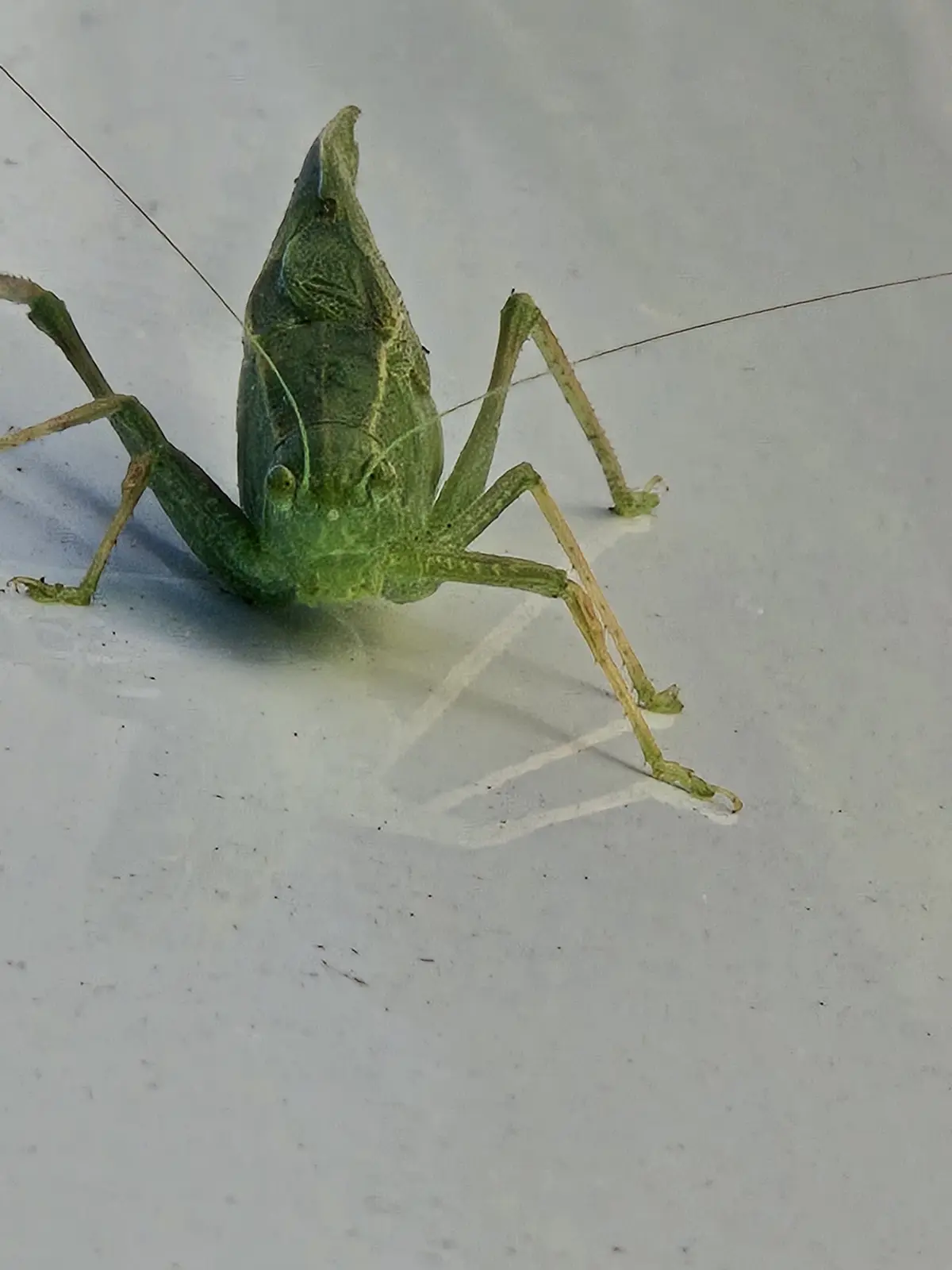 A close-up photo shows a green leaf insect resting on a light gray tiled floor, its body shaped and textured to perfectly…