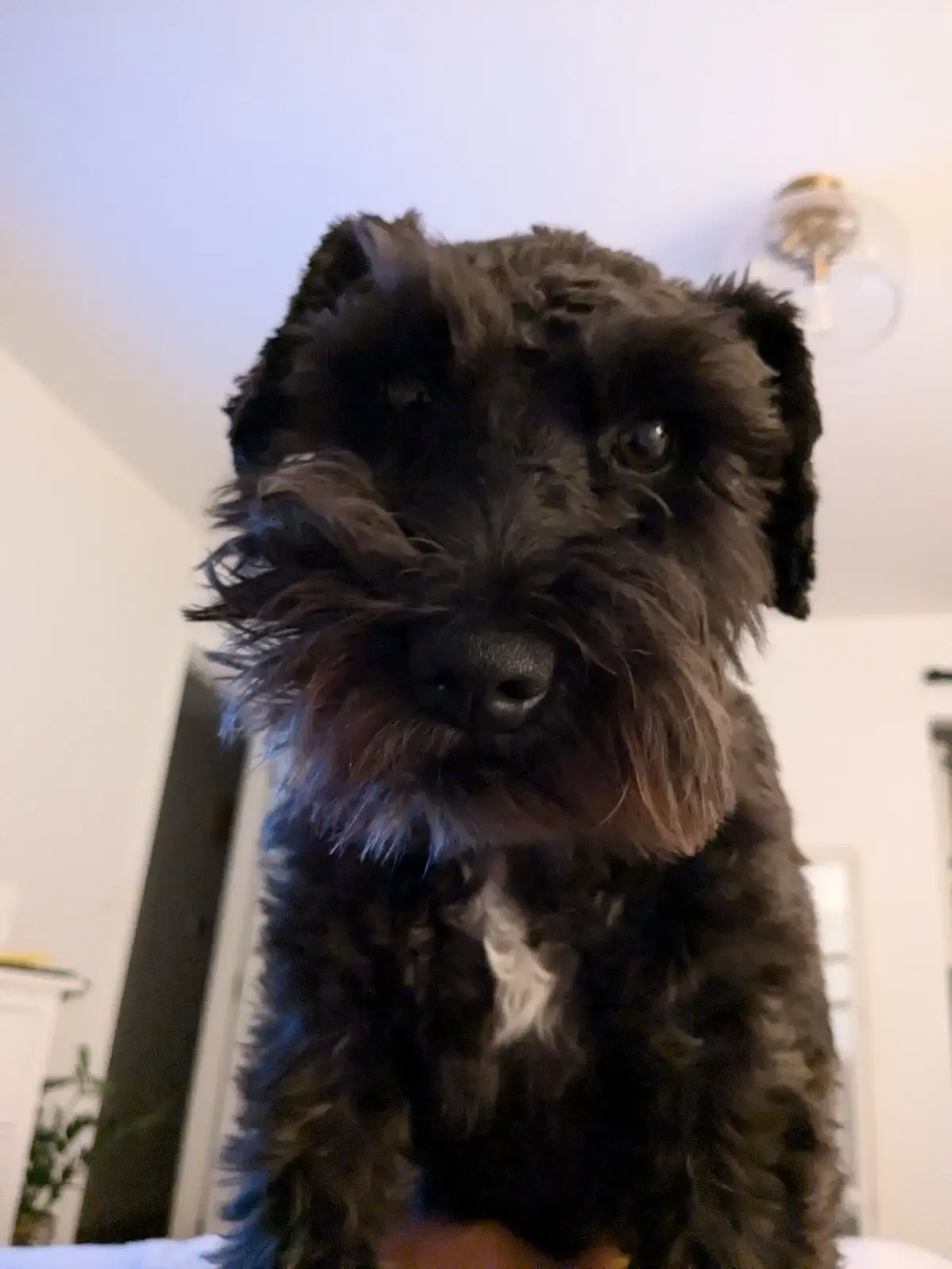 A close-up photo of a black, shaggy dog with a serious, slightly grumpy expression, looking directly at the camera. The dog…