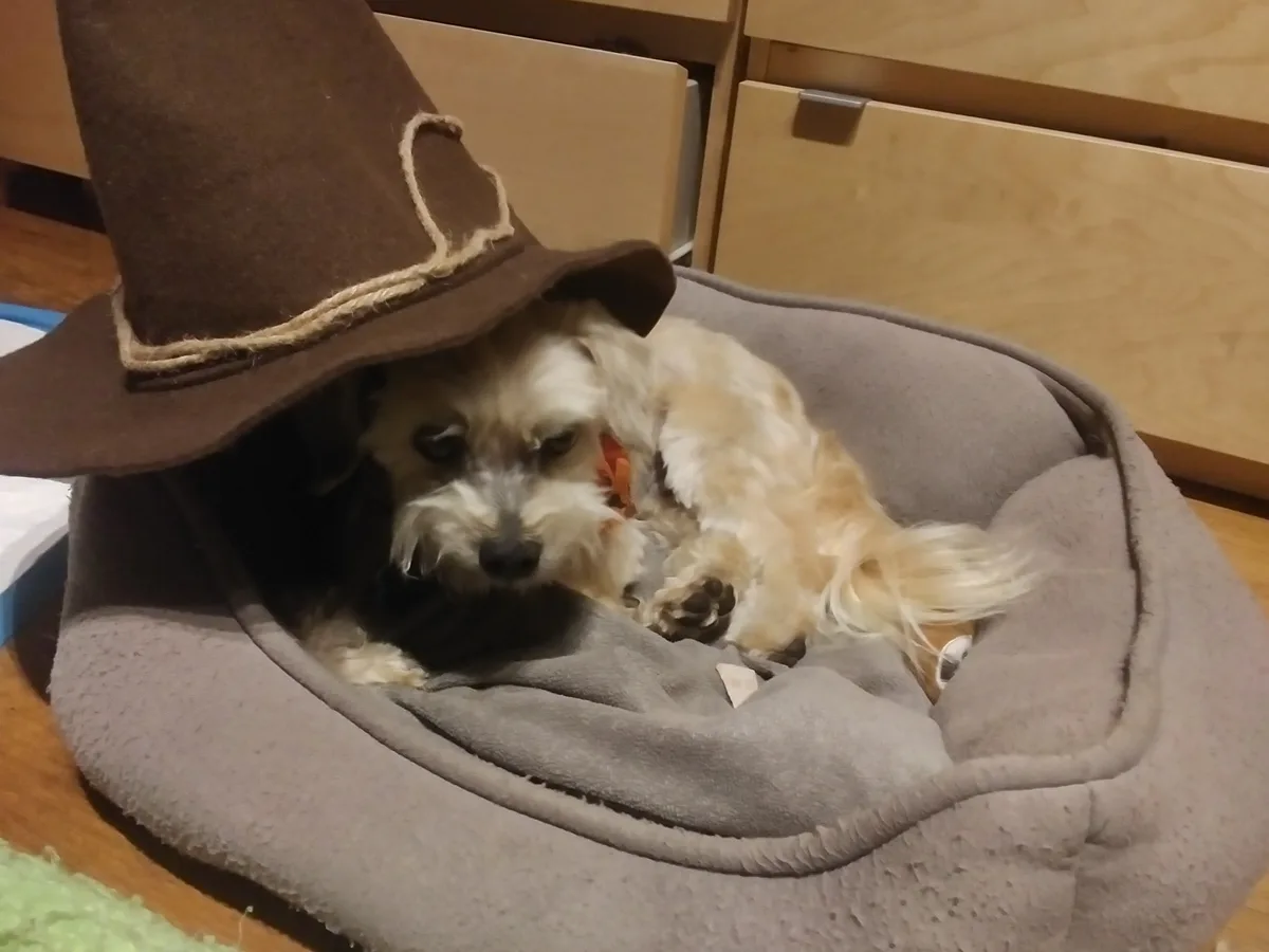 A small, fluffy, light-colored dog with a tired expression lies curled up in a gray pet bed, wearing a large brown witch's…