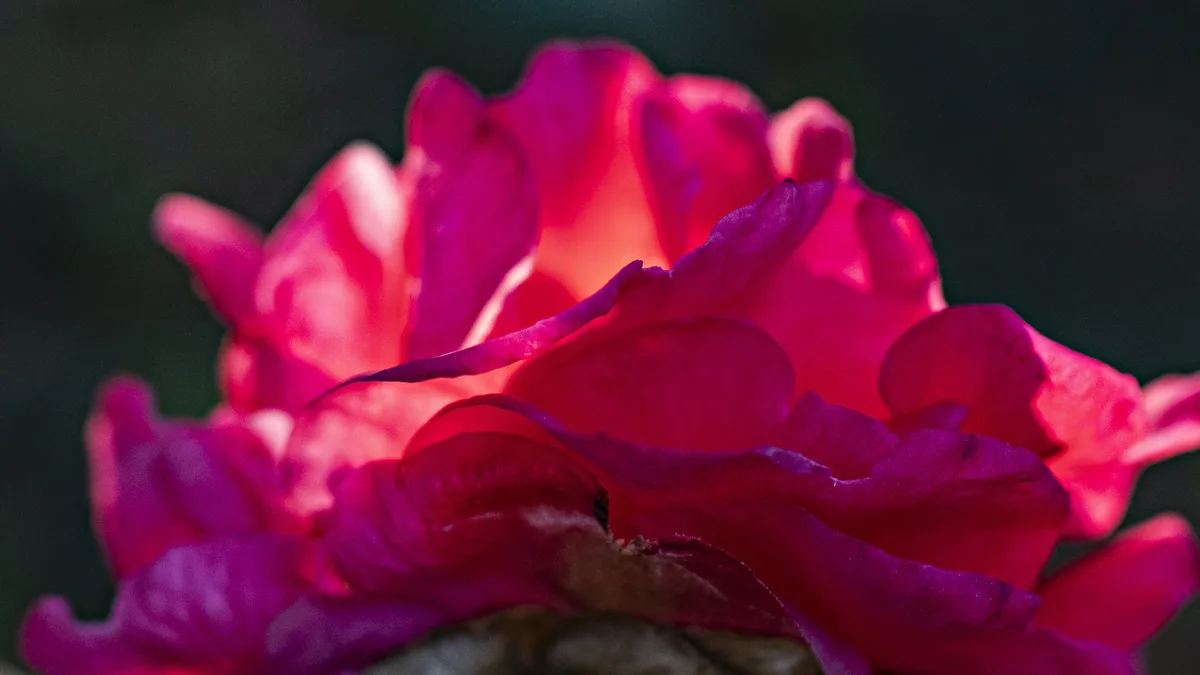 A close-up photograph of a vibrant pink rose with layered petals, set against a dark, blurred background. The image has a…