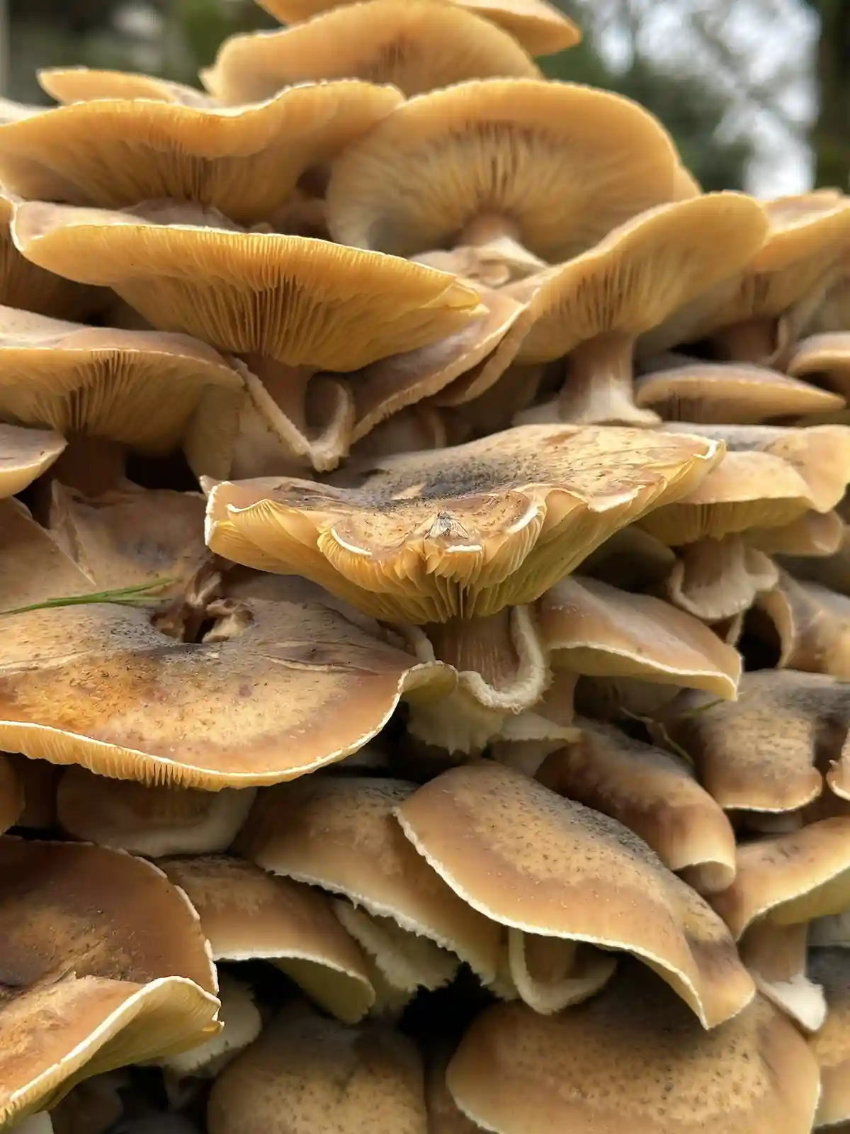 A close-up photo shows a dense cluster of overlapping, fan-shaped brown mushrooms growing in layers, with visible gills…