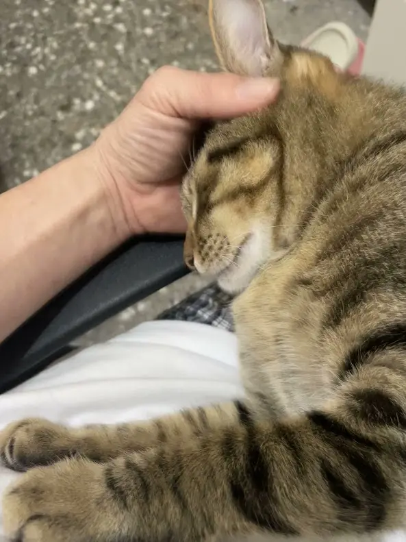 A tabby cat with brown and black stripes is being gently petted on the head by a person's hand while resting on someone's…