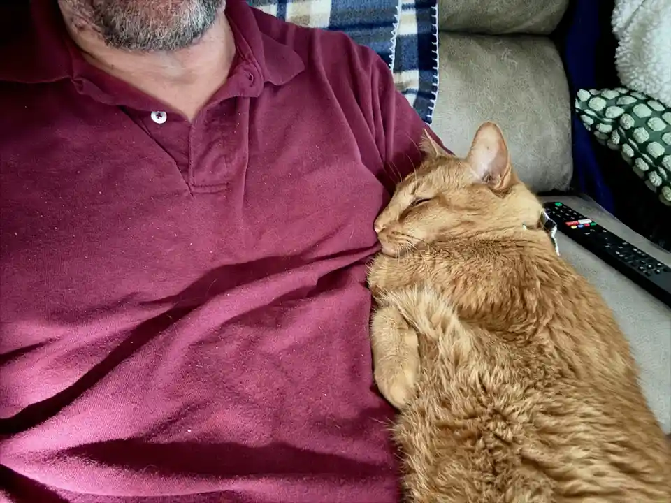 A close-up photo shows a ginger cat sleeping peacefully with its head nestled against a person's chest, who is wearing a…
