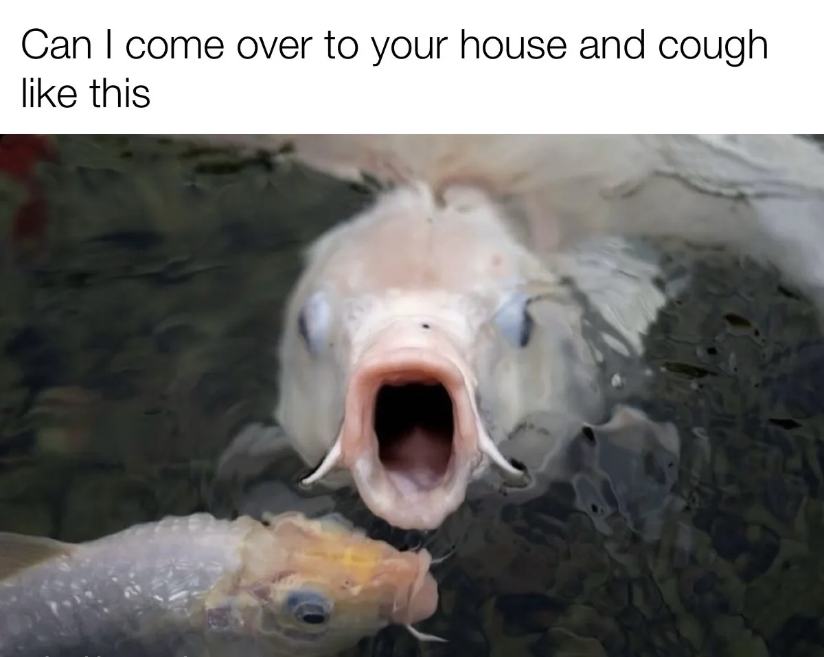 A close-up photo shows a pale, large fish with its mouth wide open underwater, appearing to cough or gasp, while a smaller…