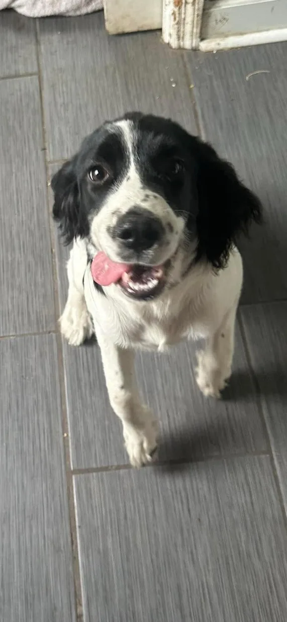 A black and white dog with floppy ears and a pink tongue sticking out looks up at the camera from a gray tiled floor. The…