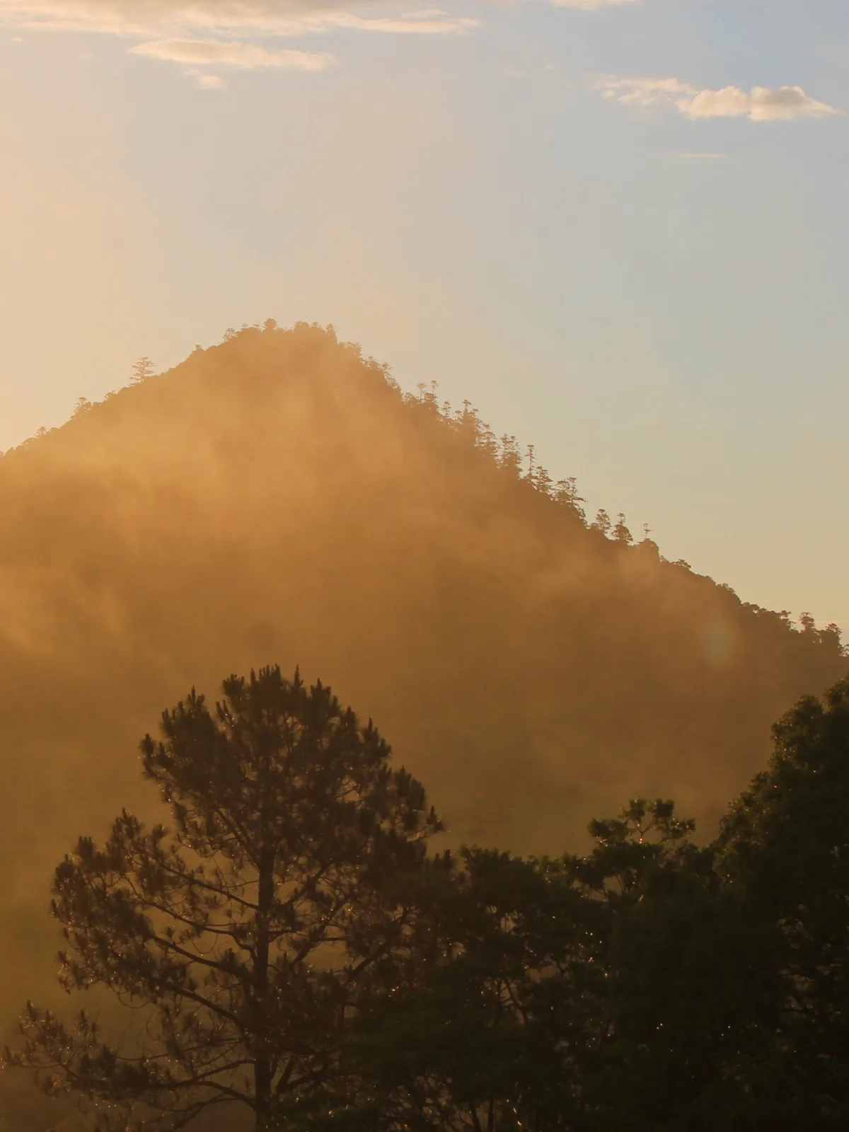 A serene mountain landscape bathed in golden sunrise light, with mist swirling around the peak and silhouetted pine trees in…