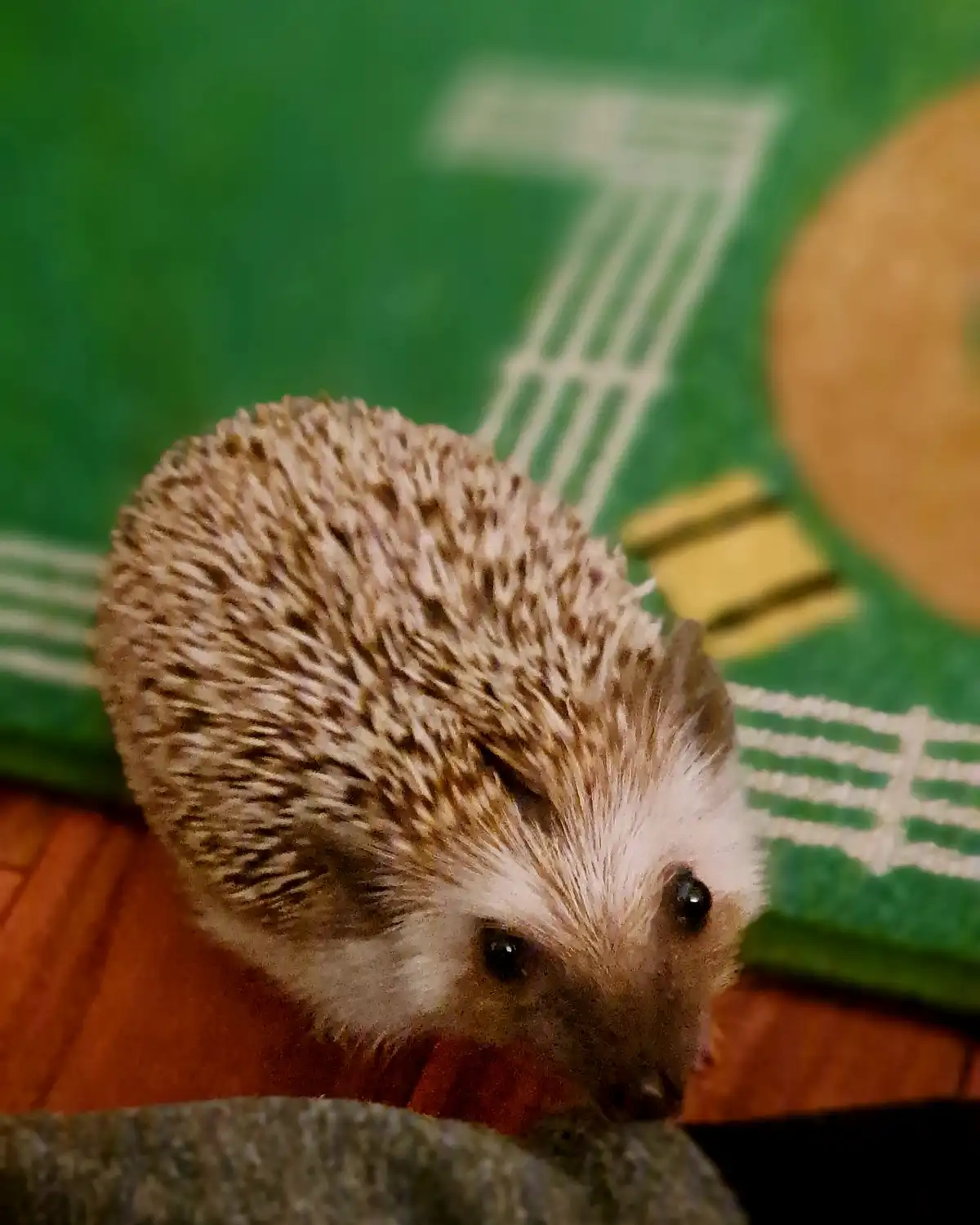 A small hedgehog with brown and white spines is curled up, looking directly at the camera with large dark eyes. It sits on a…
