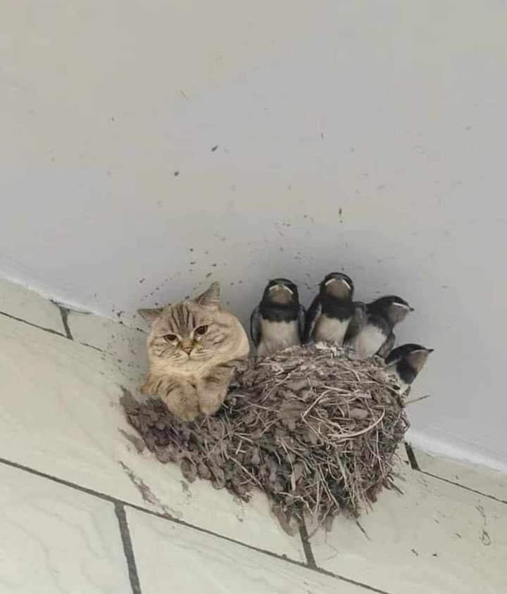 A fluffy tabby cat is sitting beside a bird's nest on a tiled floor, looking directly at the camera with a stern expression…