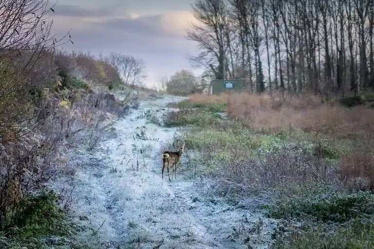 A deer stands in the middle of a frost-covered path in a wooded area, looking directly at the camera. The background shows…