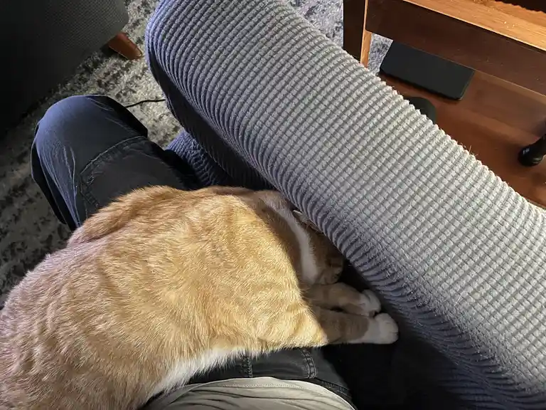 An orange and white cat is curled up sleeping in the crevice between a person's leg and the armrest of a gray corduroy…
