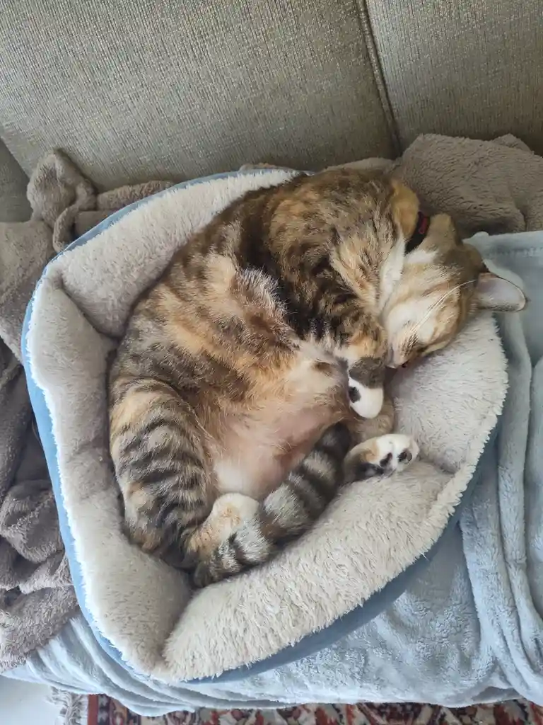 A calico cat is curled up and sleeping soundly inside a plush, light blue and cream-colored pet bed, which is placed on a…
