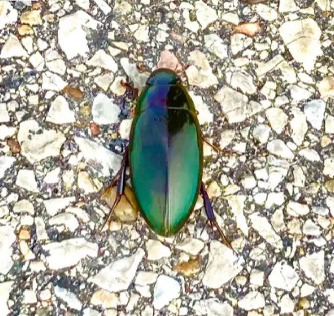 A shiny, iridescent green beetle with purple highlights rests on a light-colored gravel or pebble surface. The beetle's…