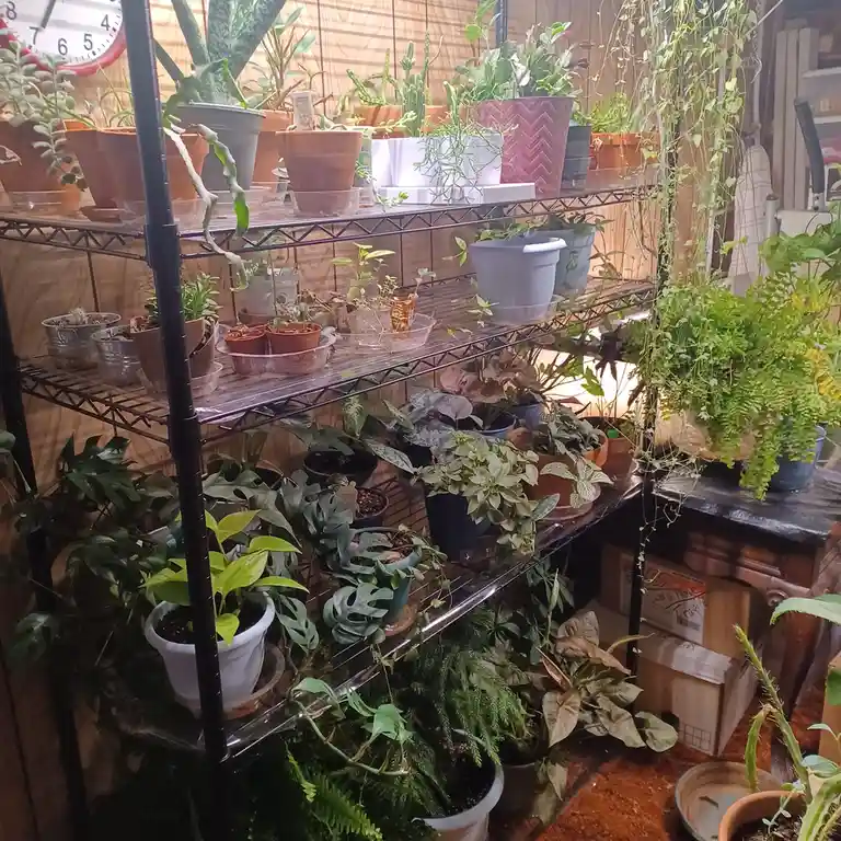 A room filled with numerous potted plants of various types and sizes arranged on metal shelving units and a wooden table…