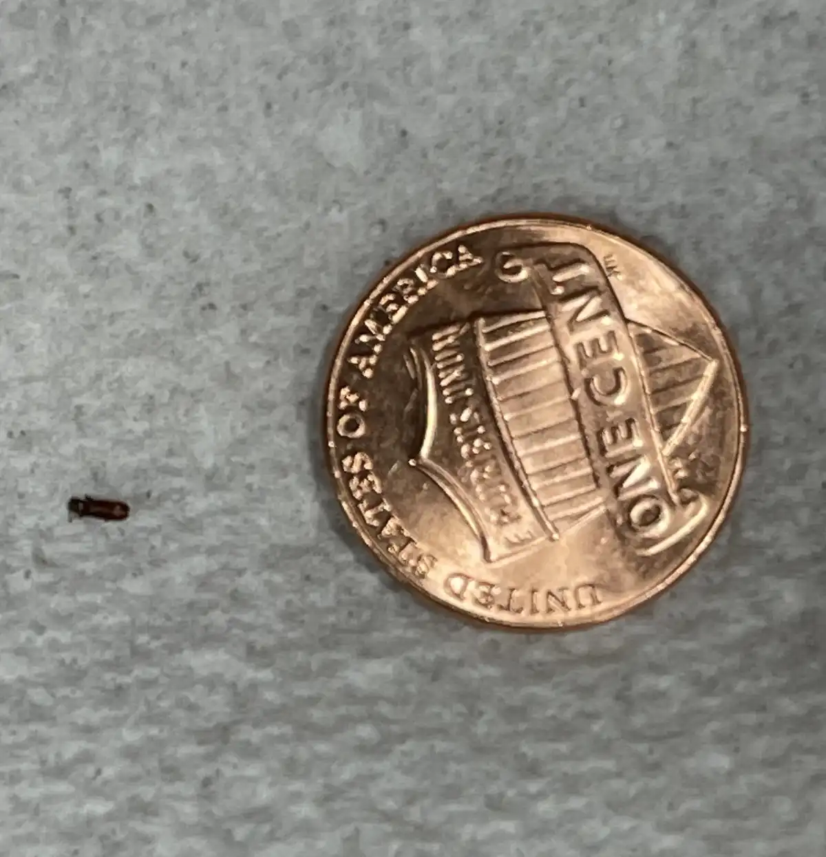 A close-up photo shows a U.S. one-cent penny on a gray textured surface, with a tiny brown bug positioned to the left of the…