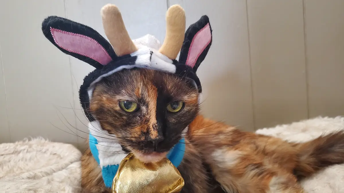 A tortoiseshell cat wearing a costume with bunny ears and deer antlers, along with a gold bowtie, stares directly at the…