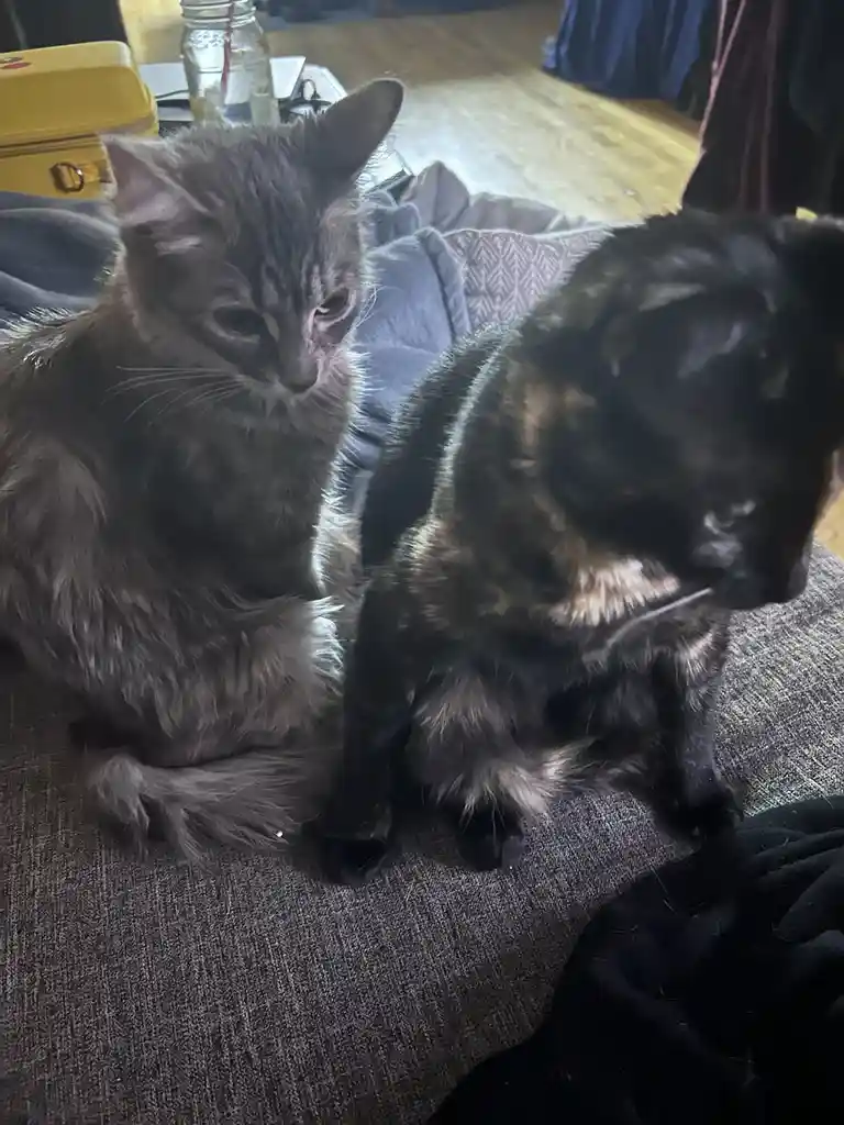 Two cats sit side by side on a gray couch; the gray tabby on the left looks visibly annoyed or disappointed, while the black…