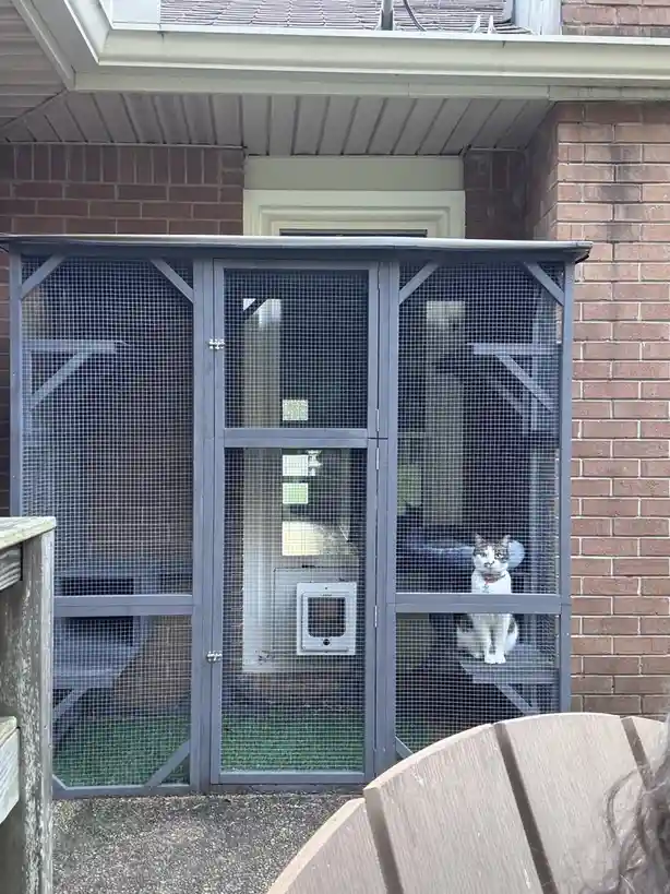 A white and brown cat sits calmly on a shelf inside a large, grey outdoor cat enclosure with wire mesh walls and a small pet…