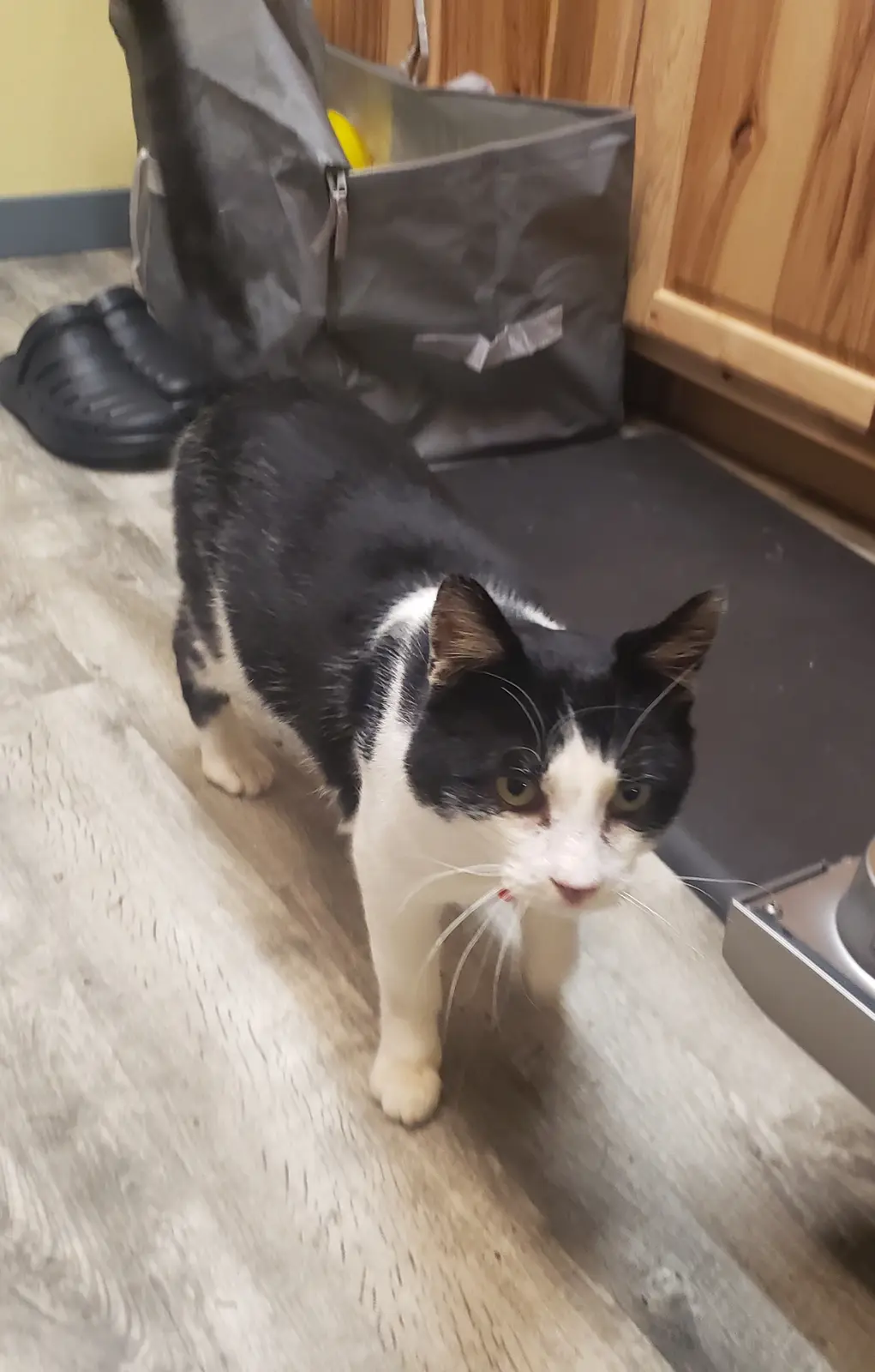 A black and white cat with a sad, disappointed expression stands on a light wood floor, looking directly at the camera…