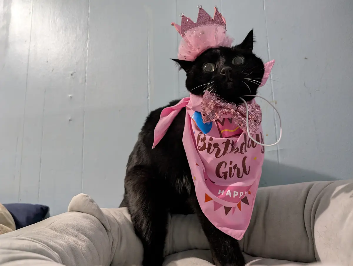 A black cat sits on a light-colored couch against a pale blue wall, wearing a pink glittery crown, a pink sequined bow tie…